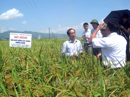 Đồng chí Vũ Xuân Hợi - Giám đốc Sở KH&CN (ngoài cùng, bên trái) kiểm tra mô hình sản xuất lúa thuần Hương chiêm tại cơ sở.   
